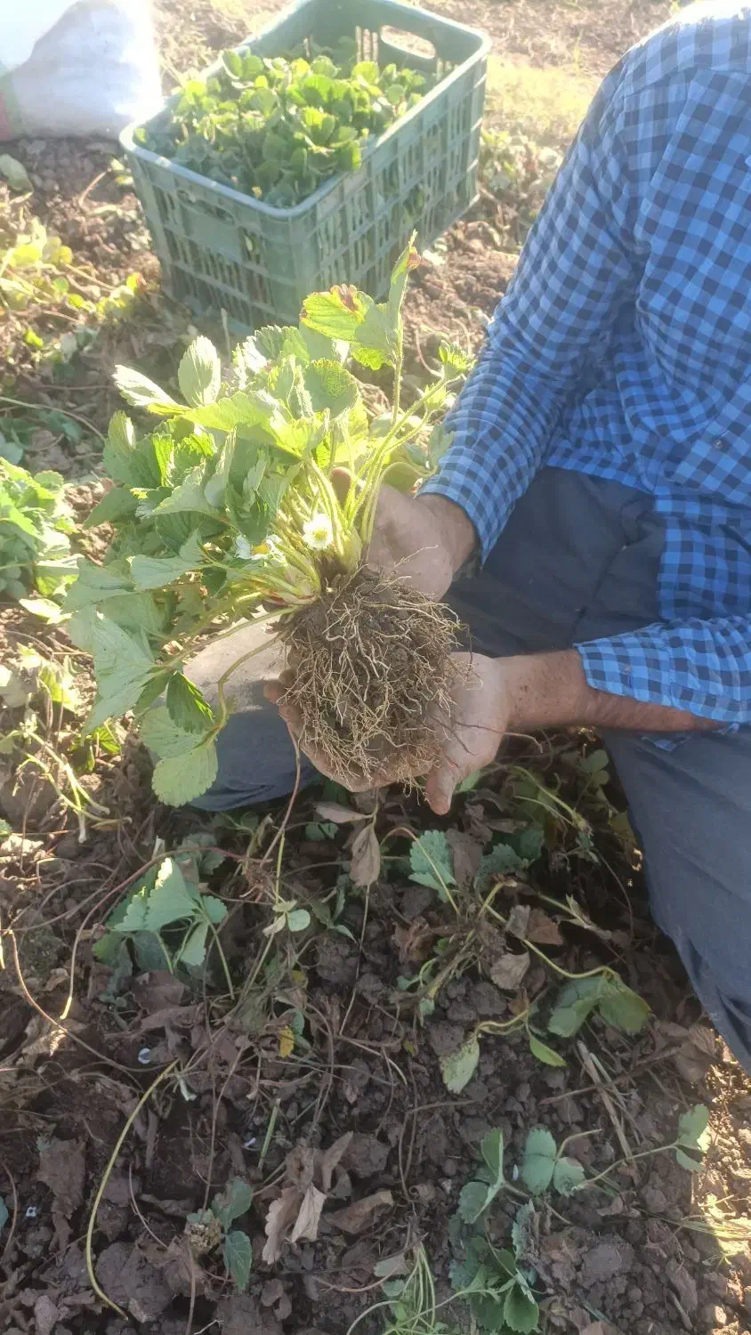 نهال کامارس پربار|عمدهفروشی|خان ببین, |دیوار