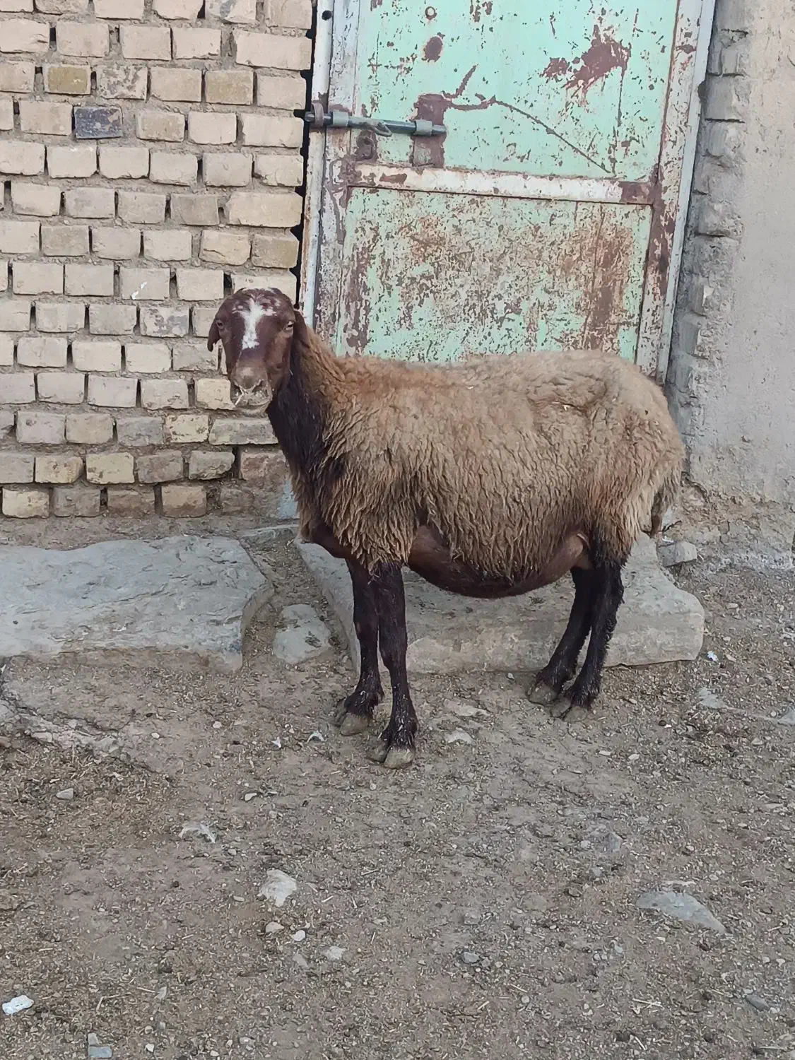 میش بره دار|حیوانات مزرعه|خنجین, |دیوار