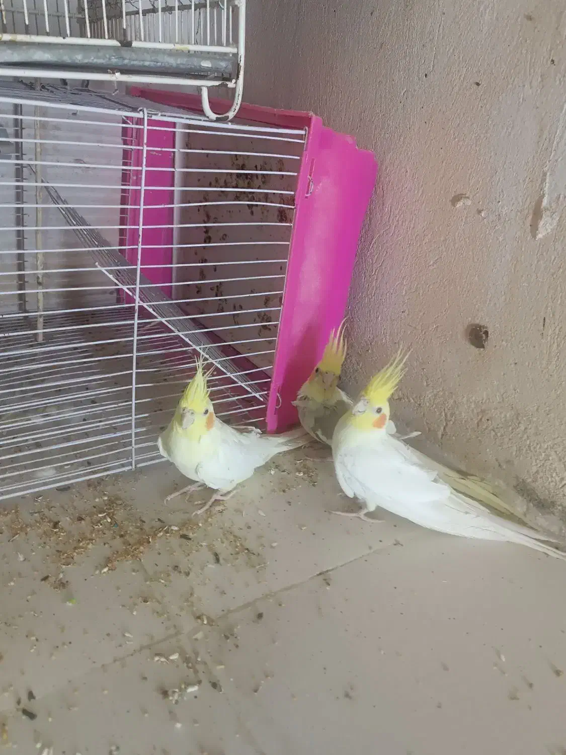 عروس هلندی|پرنده|زاهدان, |دیوار