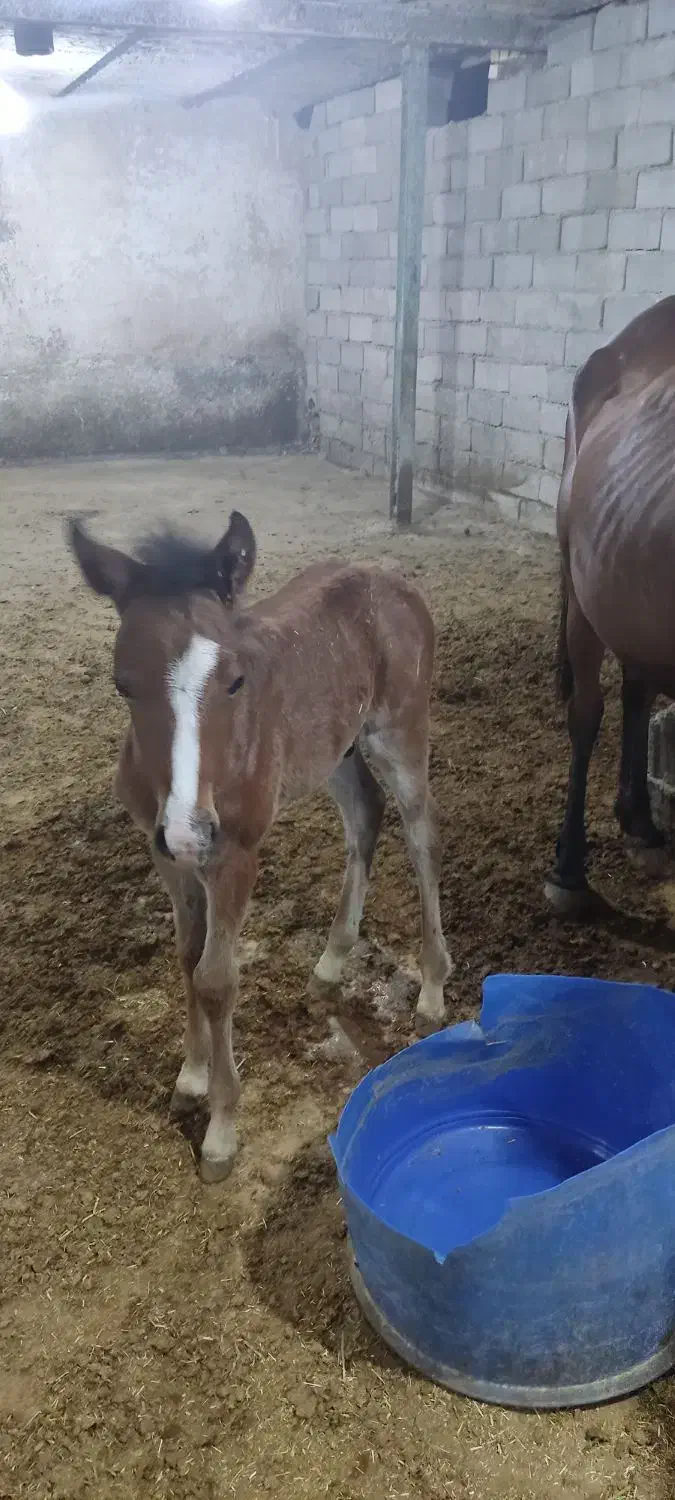 اسب مادیان|اسب و تجهیزات اسبسواری|اسلامآباد غرب, |دیوار