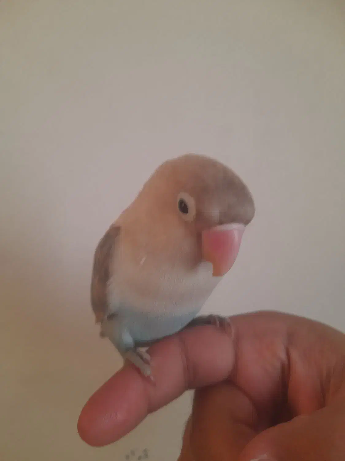 عرویس هلندی و برزیلی|پرنده|قرچک, میرزائی شمالی|دیوار