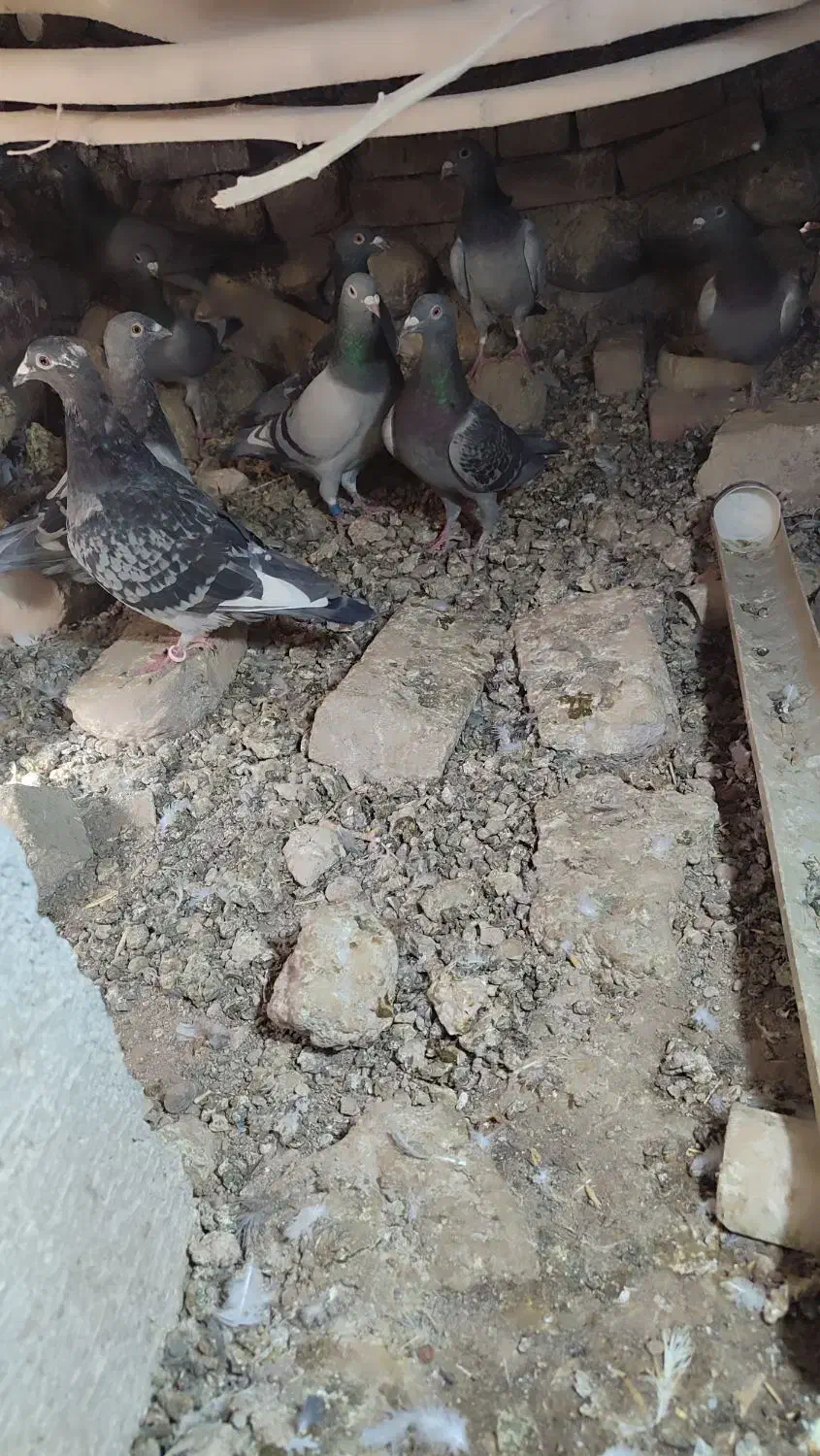 کبوترمسافتی اسماعیل اباد|پرنده|خاش, |دیوار