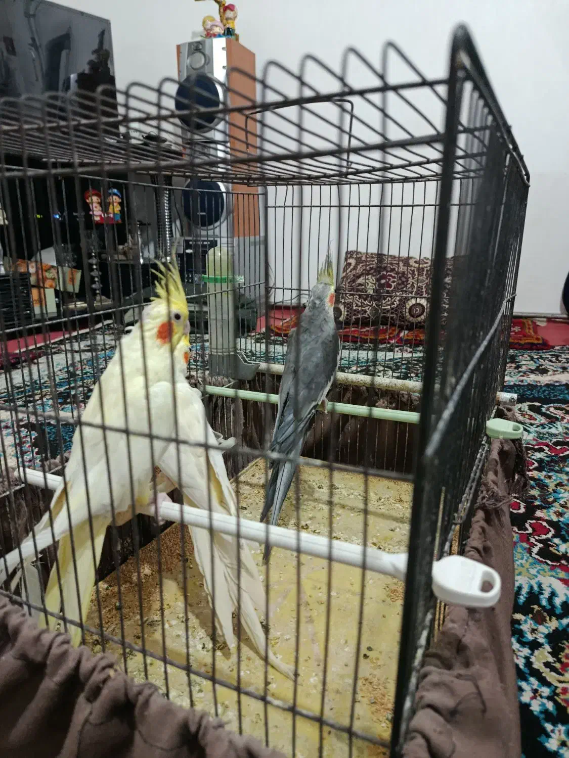 3عدد عروس هلندی|پرنده|اهر, |دیوار