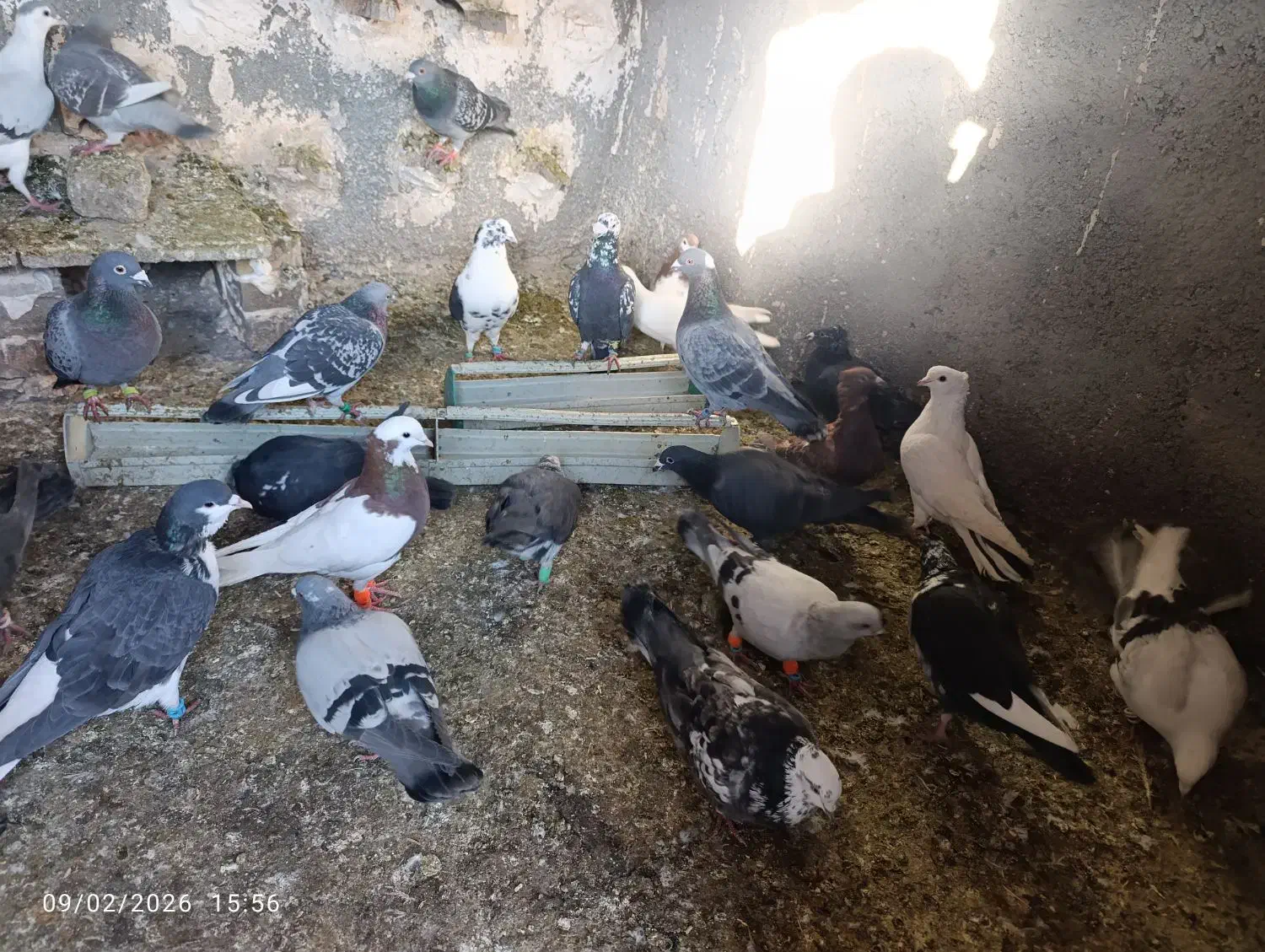 کفتر پرشی|پرنده|مشهد, رباط طرق|دیوار