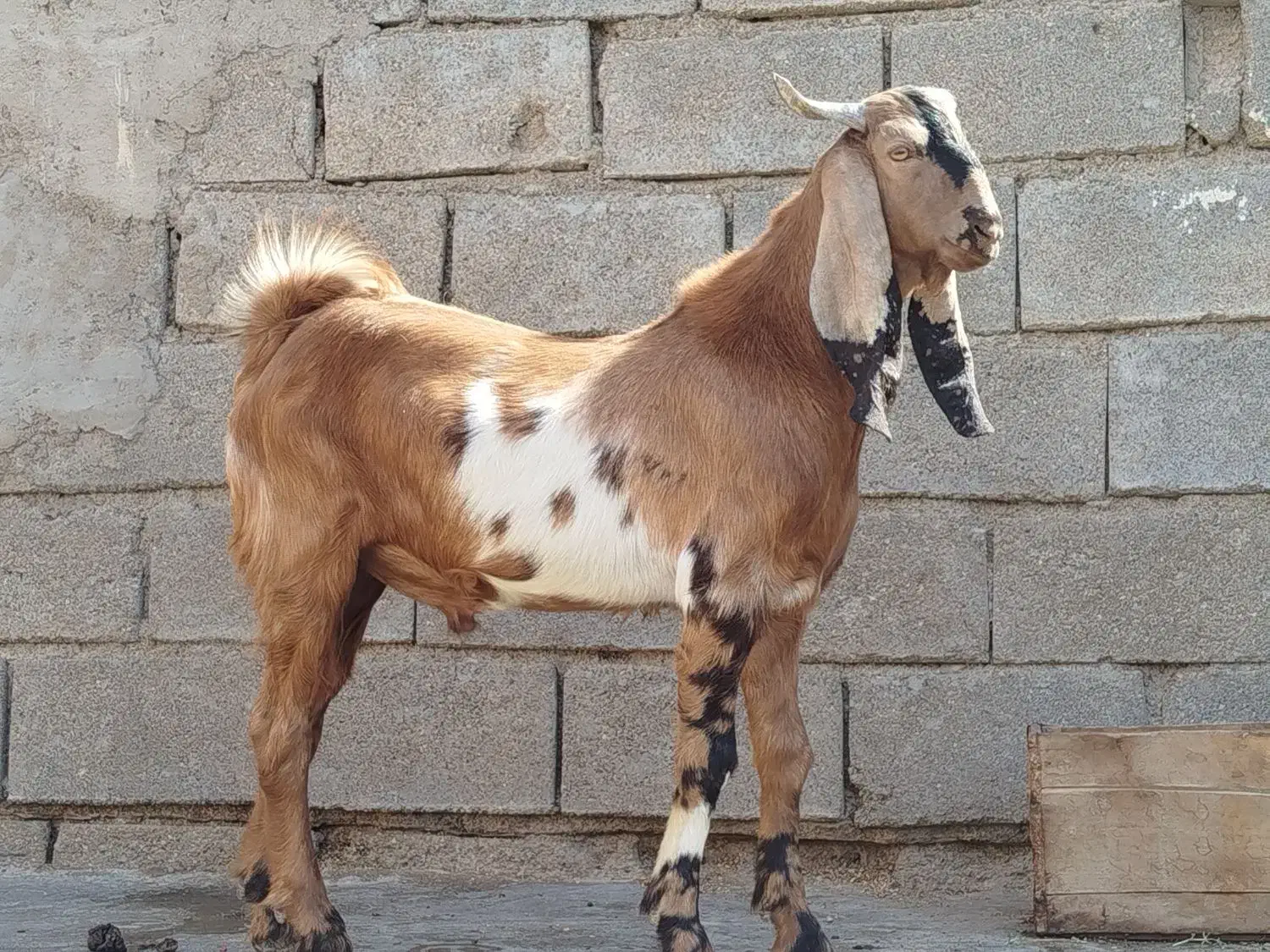 بز کهره|حیوانات مزرعه|بندر ماهشهر, |دیوار