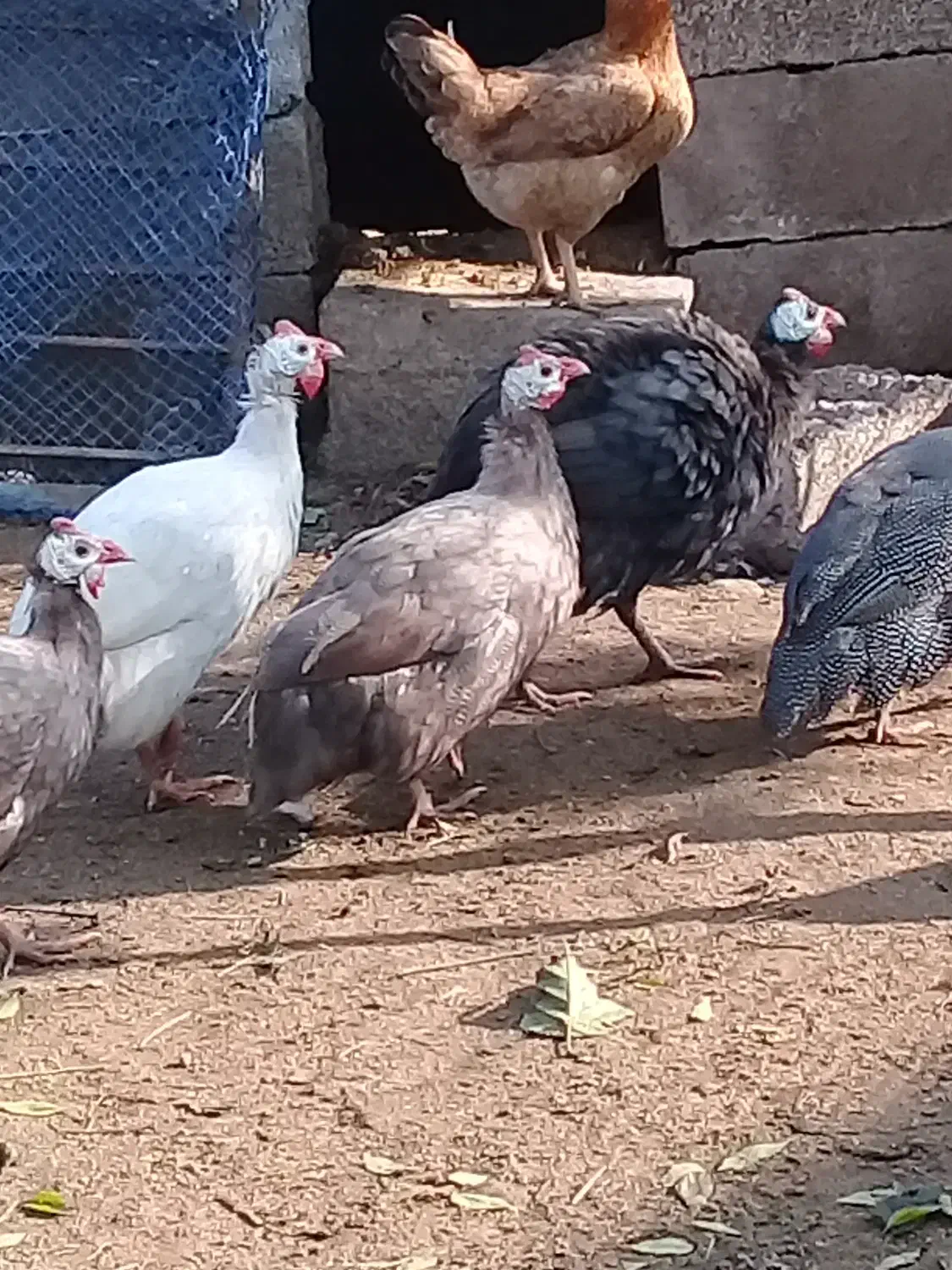 قو قاز و مرغ شاخ دار|حیوانات مزرعه|آستانه اشرفیه, |دیوار