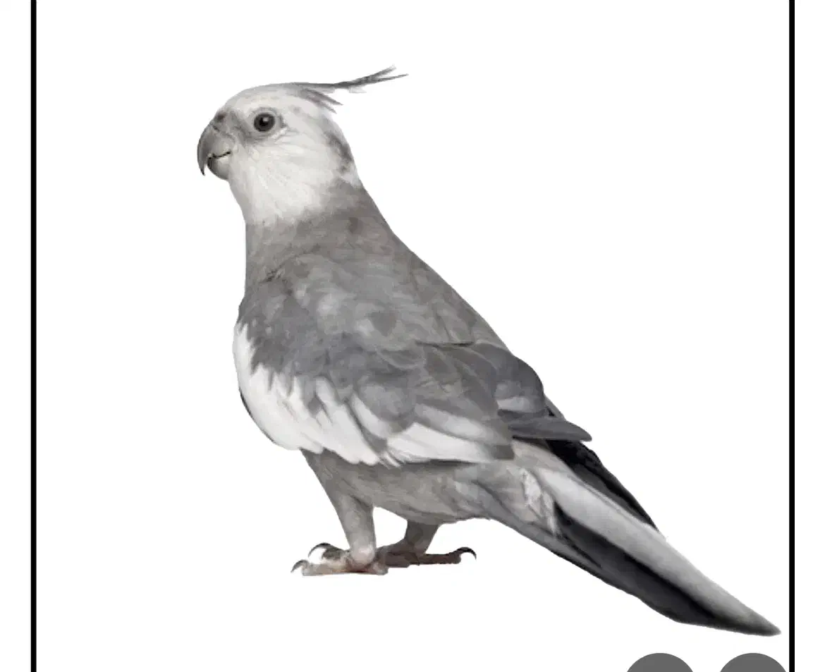 جفت عروس با جوجه|پرنده|زاهدان, |دیوار