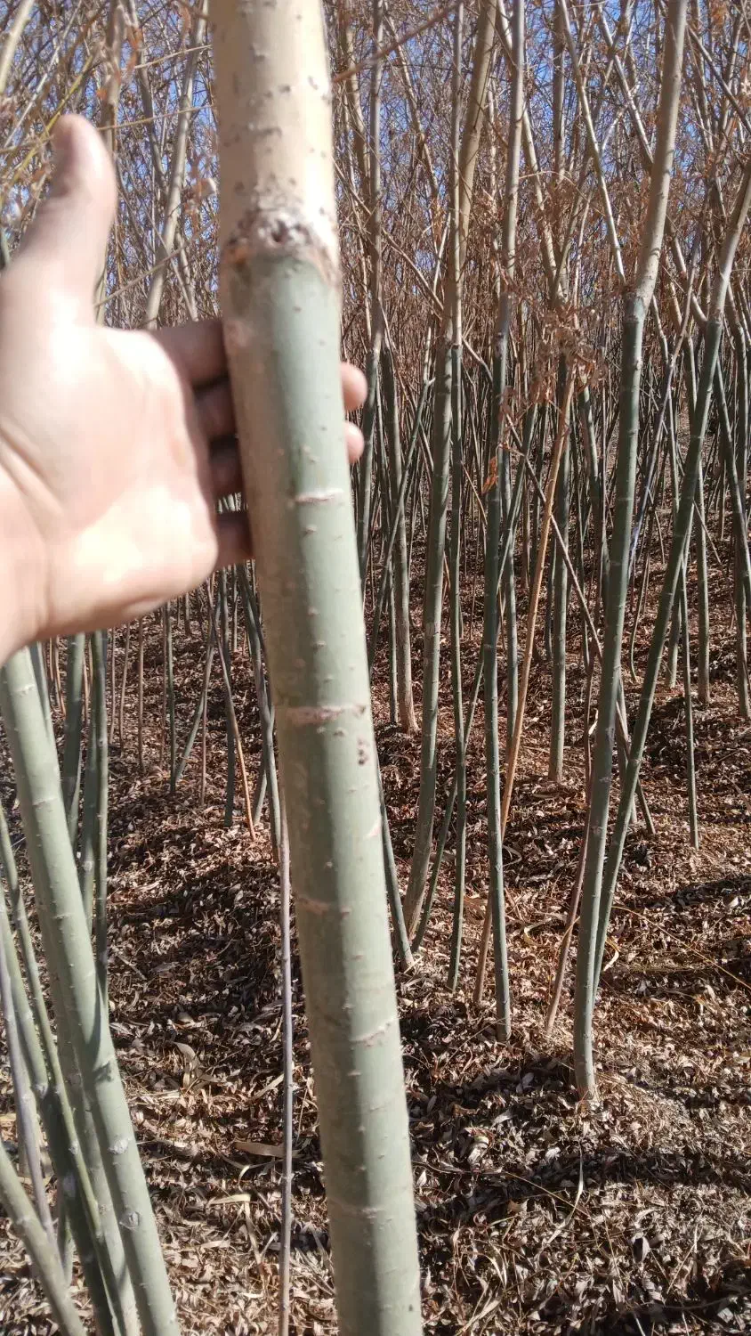 نهال بید|خدمات باغبانی و درختکاری|مبارکه, |دیوار