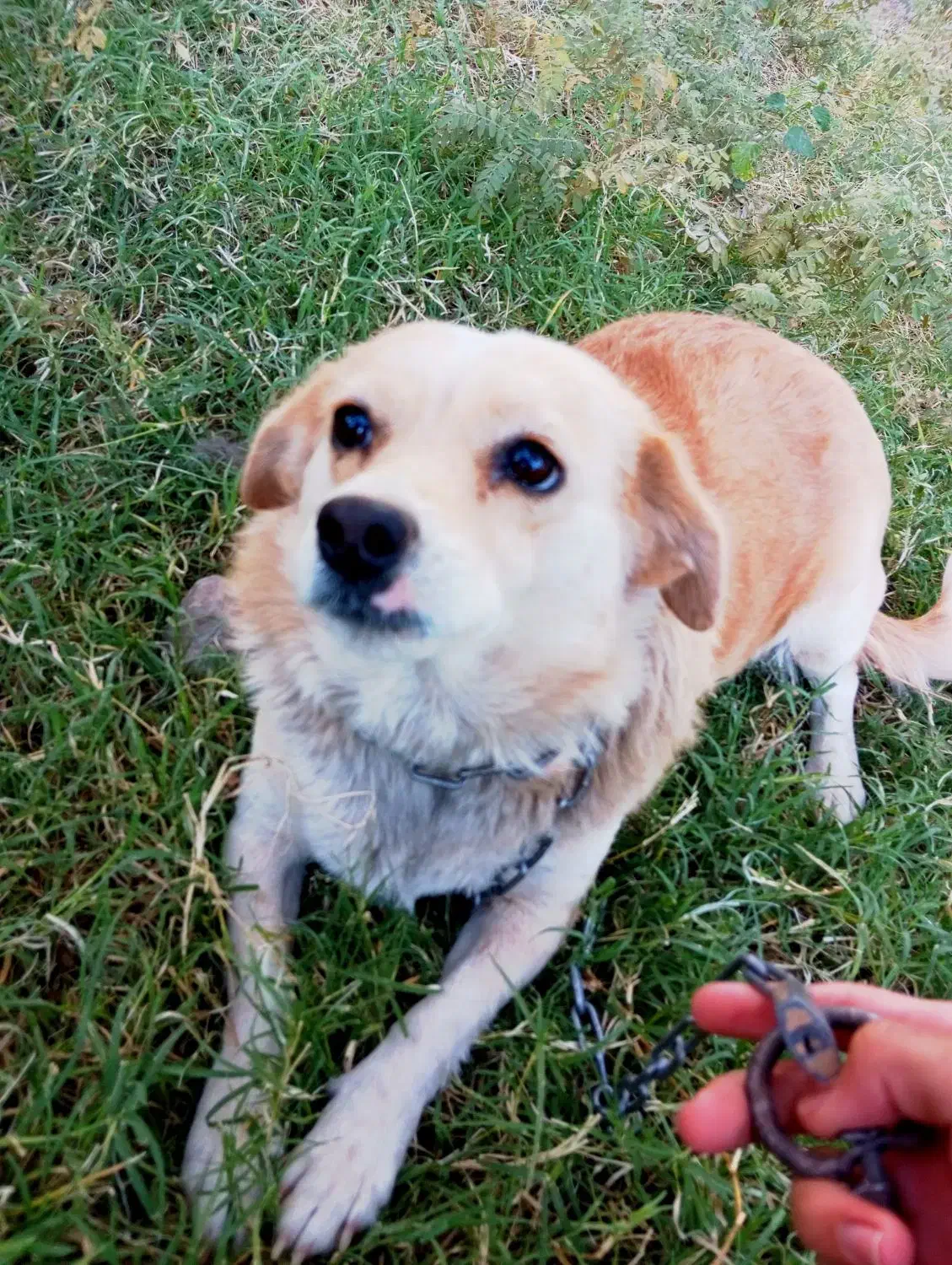 سگ پاکوتاه سالم سرحال بچه|سگ|بم, |دیوار