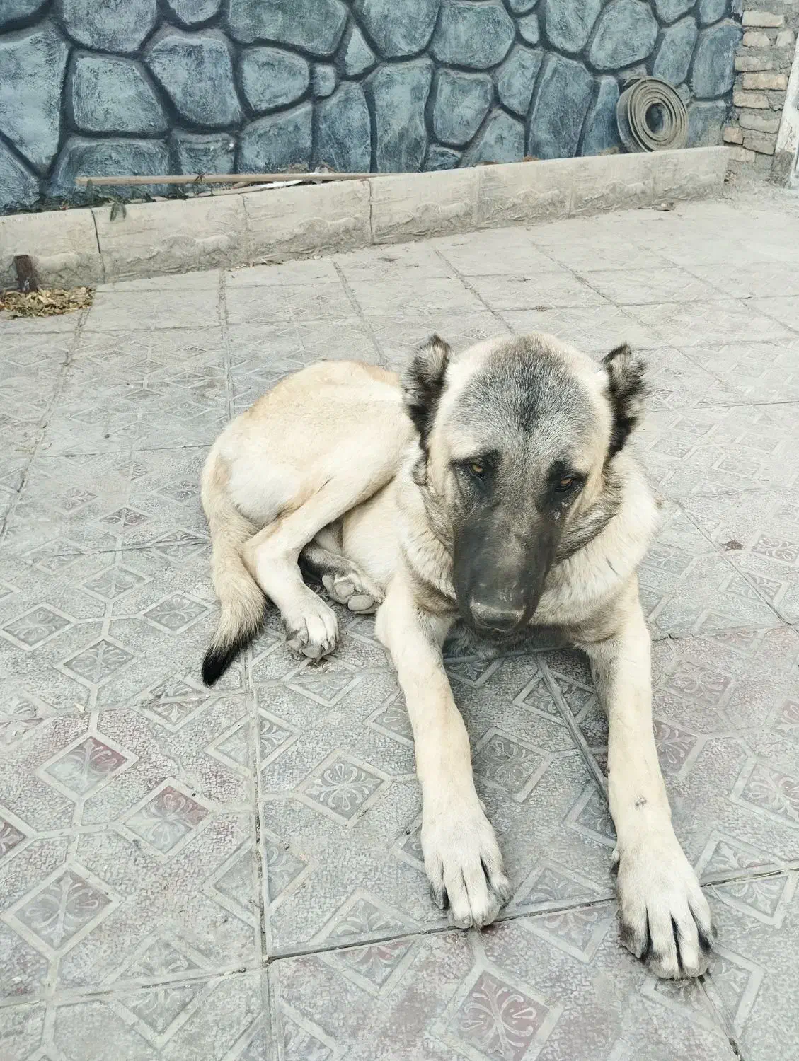 سگ سرابی گمشده یابنده/ مژدگانی|سگ|رباط‌کریم, رباط‌کریم|دیوار