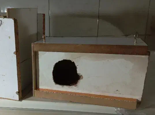 لانه چوبی عروس هلندی|لوازم جانبی حیوانات|بیرجند, |دیوار