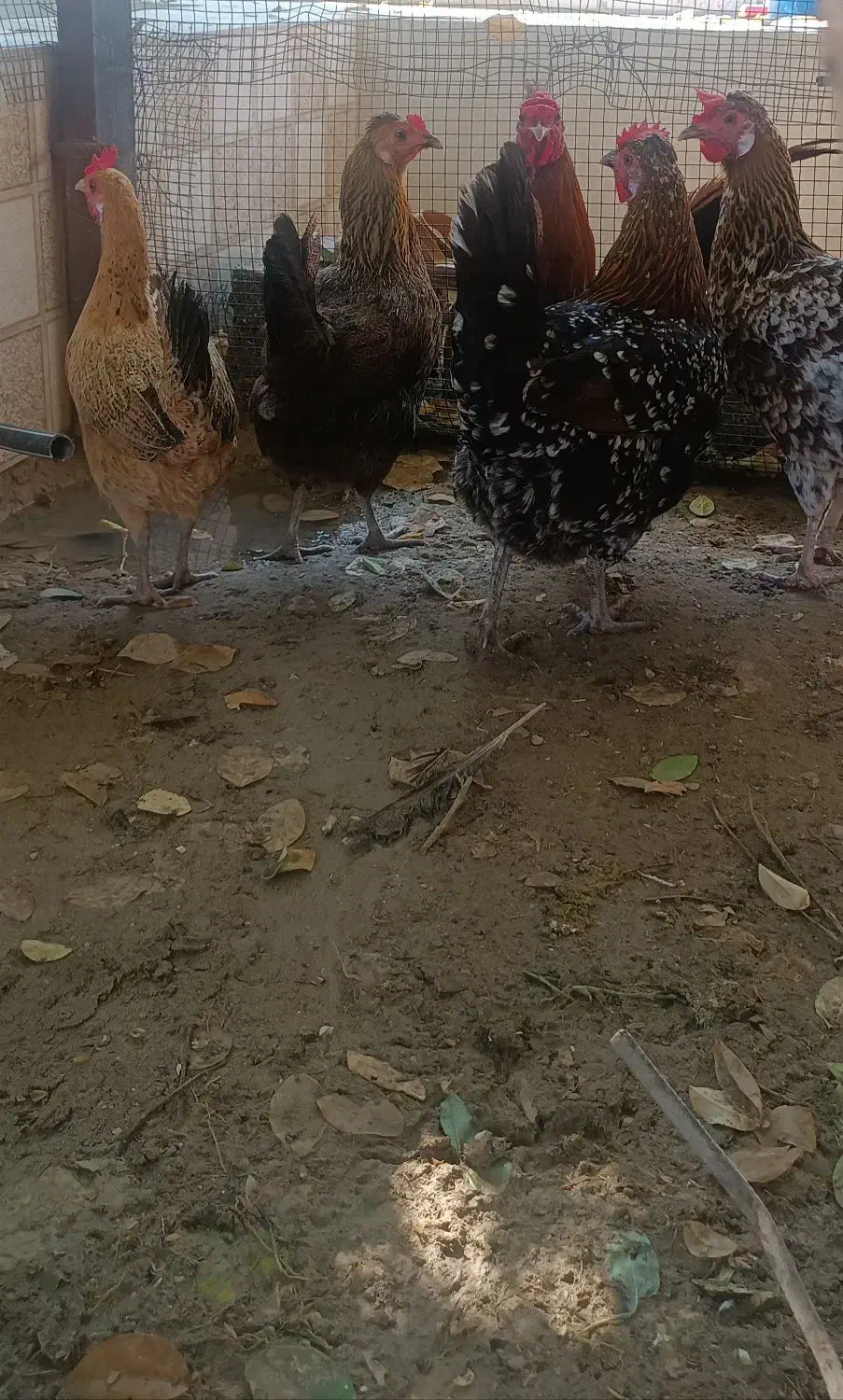 مرغ وخروس شهری|حیوانات مزرعه|قشم, |دیوار