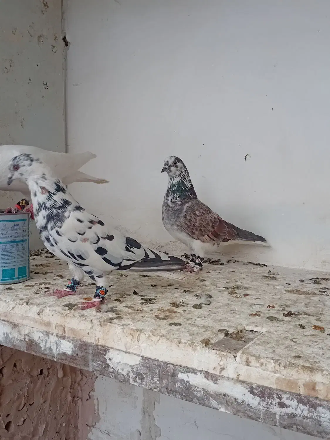 کفتر.پرنده|پرنده|مشهد, انصار|دیوار