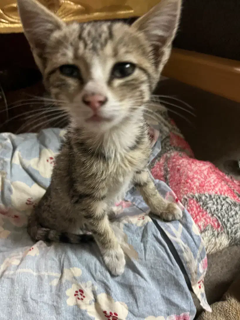 واگذاری رایگان بچه گربه|گربه|قزوین, |دیوار