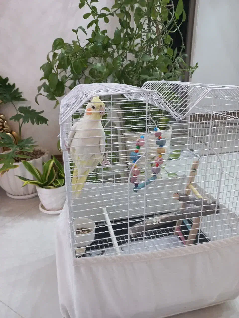 عروس هلندی،لوتینو|پرنده|گلستان (تهران), |دیوار