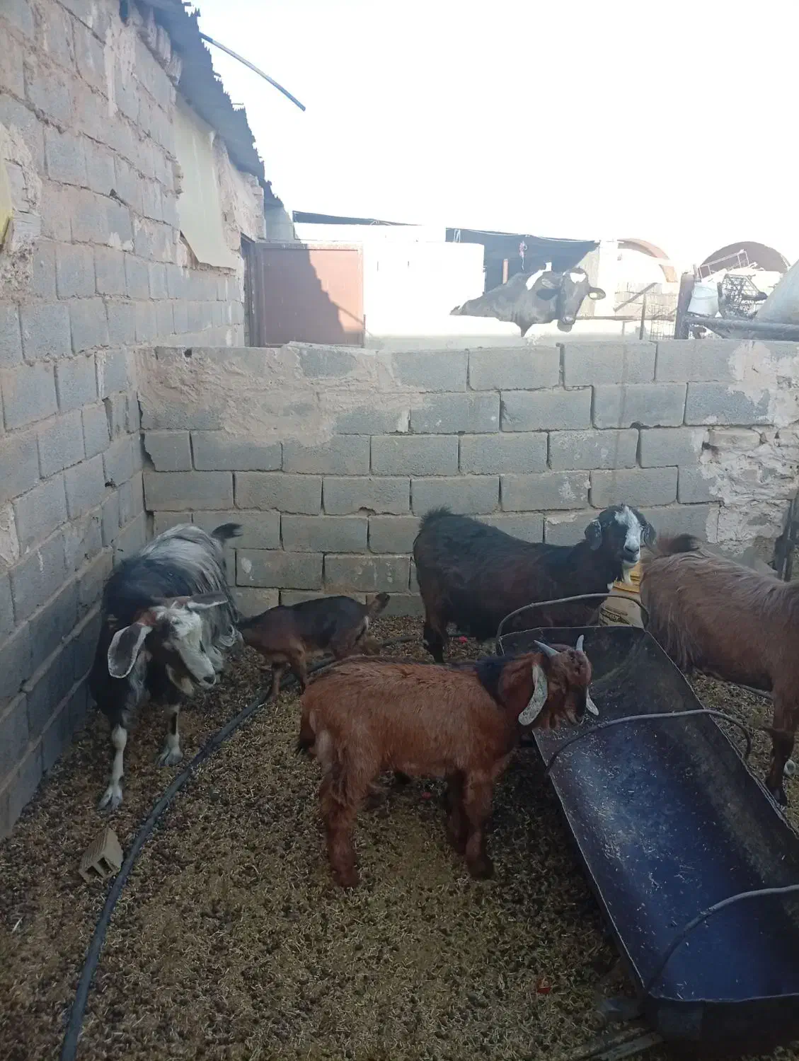 بره باکره بزابستن|حیوانات مزرعه|یزد, |دیوار