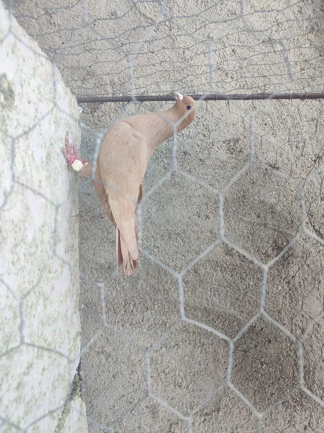 زرد کرمونی مصری کرمونی قره کرمونی|پرنده|مشهد, هفده شهریور|دیوار