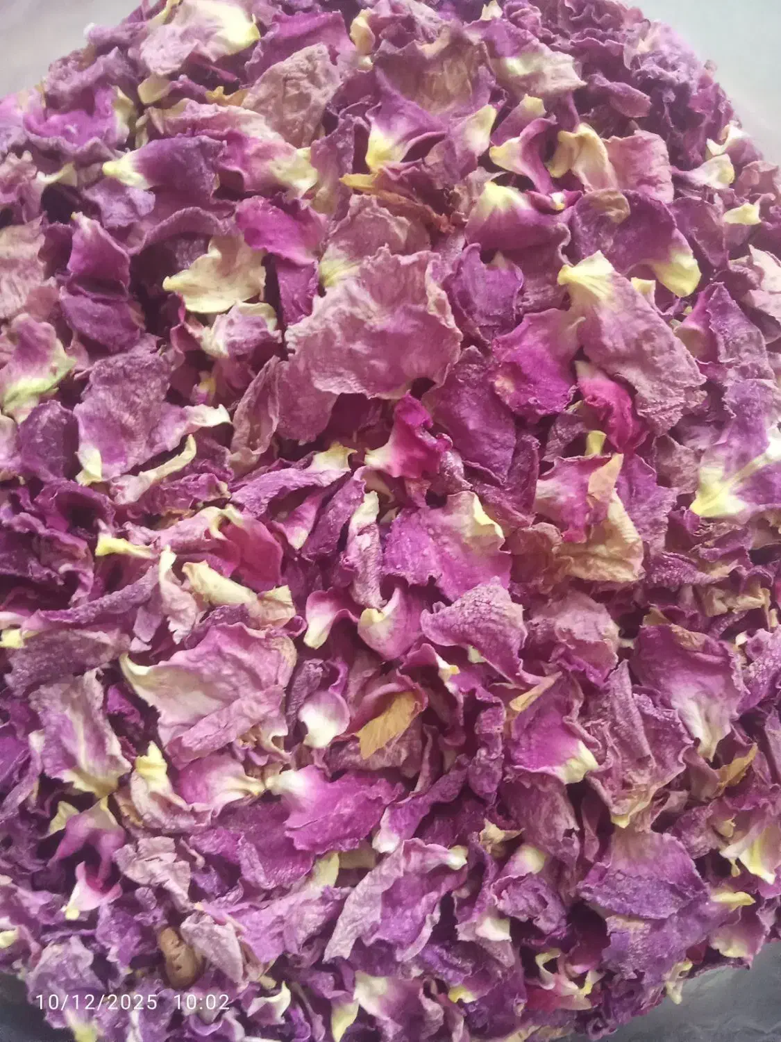 گل محمد|گل و گیاه طبیعی|اسکو, |دیوار