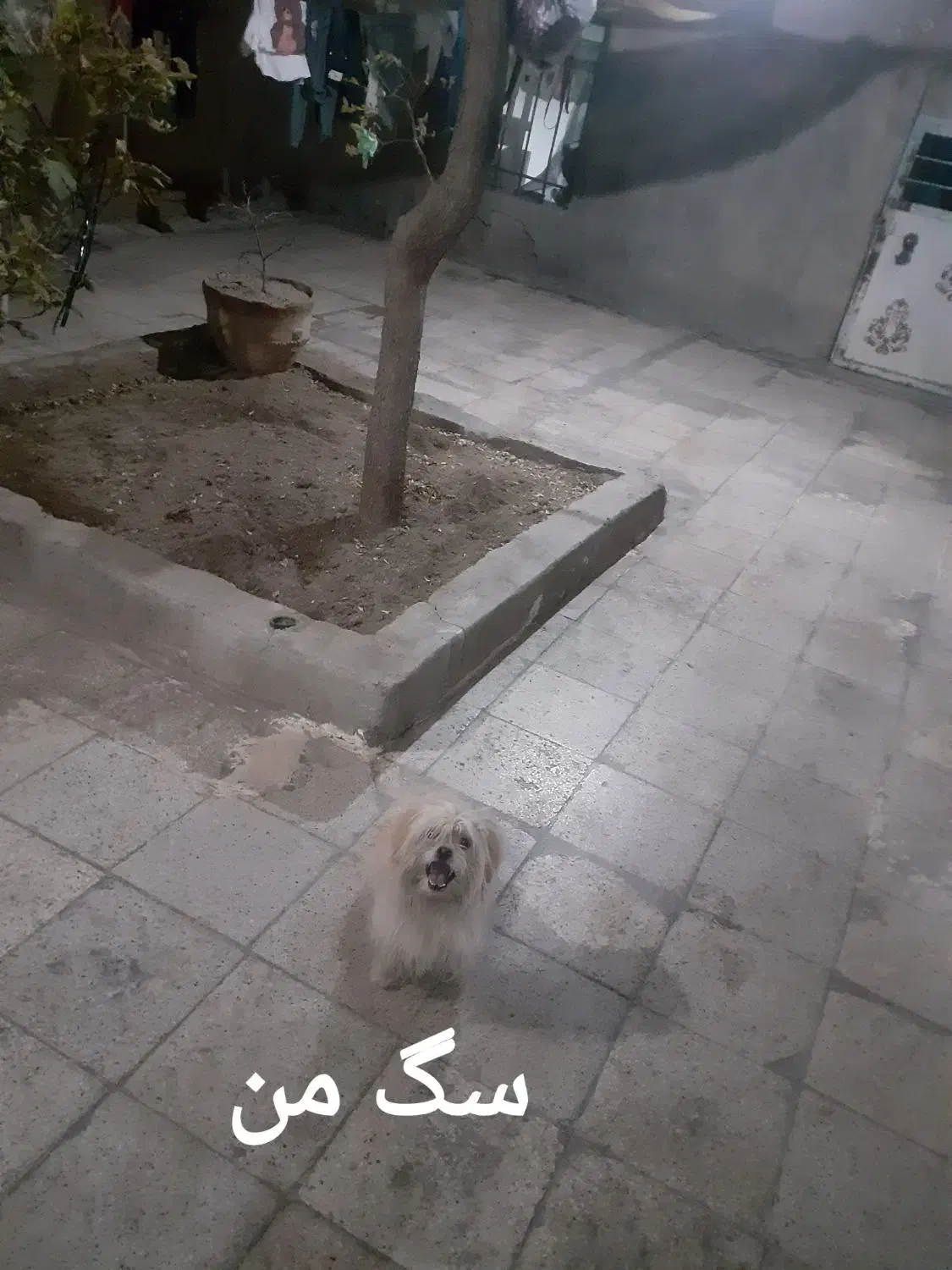 سگ آرام وناز|سگ|بیرجند, |دیوار