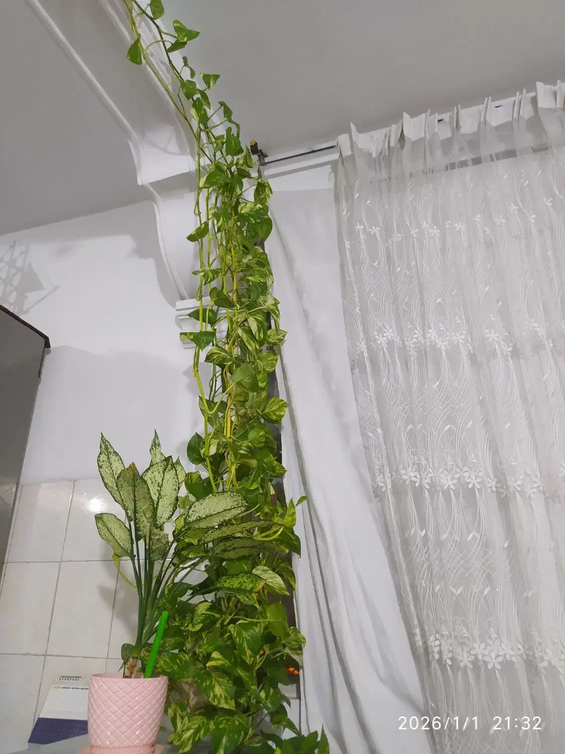 گل و گیاه|گل و گیاه طبیعی|محمدیه-قزوین, |دیوار