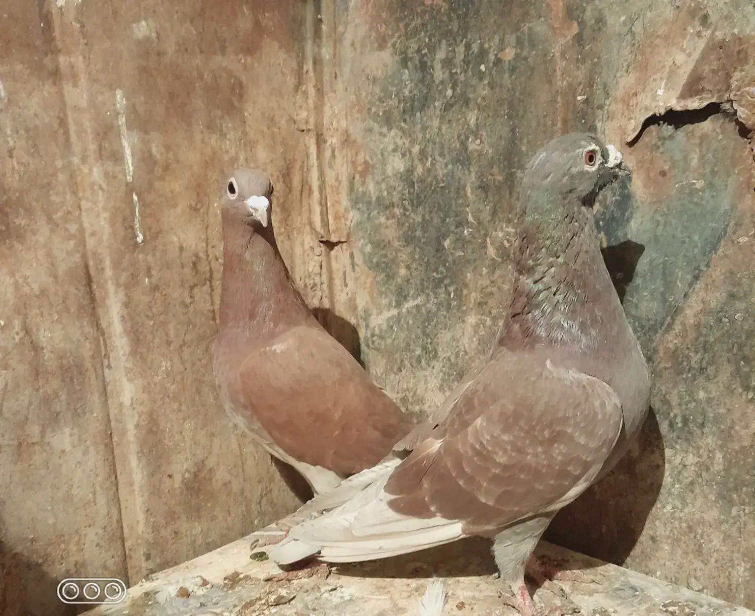 کبوتر نرو ماده گنجه معاوضه فقط با طوقی|پرنده|زابل, |دیوار