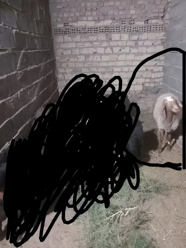 بره نرچاق|حیوانات مزرعه|سربیشه, |دیوار