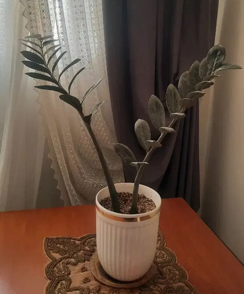 گل آپارتمانی|گل و گیاه طبیعی|فردیس, منظریه|دیوار