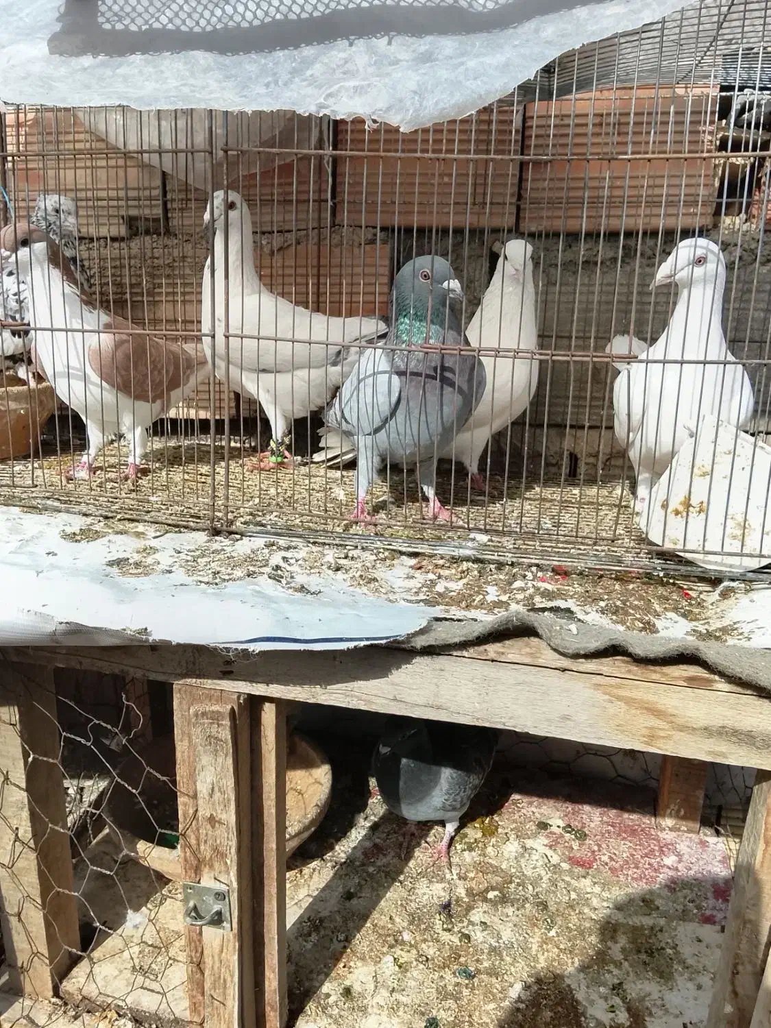 کبوتر|پرنده|آشخانه, |دیوار