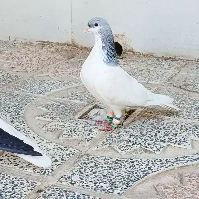 نر بدون ایراد شصتی گبود|پرنده|الوند, |دیوار