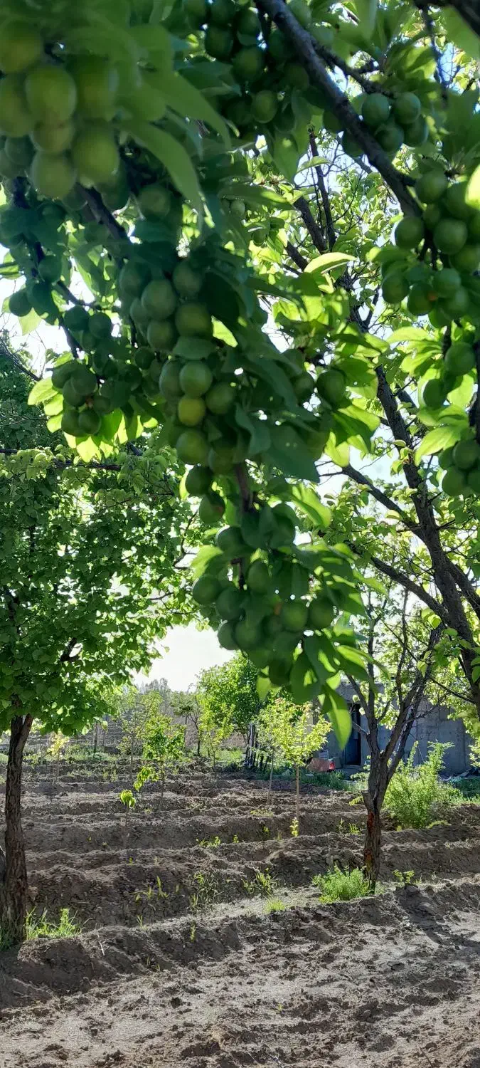 فروش باغ|فروش خانه و ویلا|یامچی, |دیوار