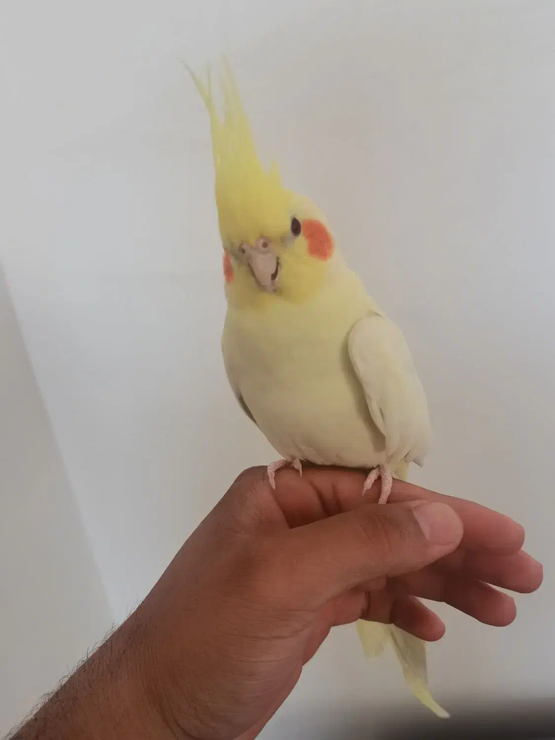 لوتینو نر|پرنده|نرماشیر, |دیوار