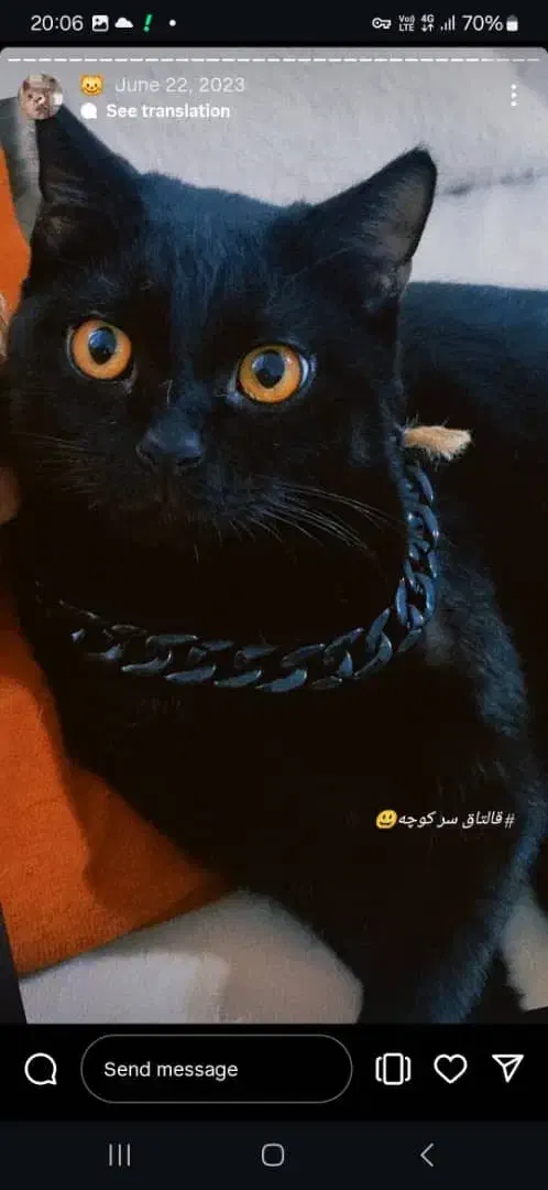 ۲میلیون تومان مژدگانی  برای گمشده در مسکن مهر|حیوانات|رشت, کوی مهر|دیوار