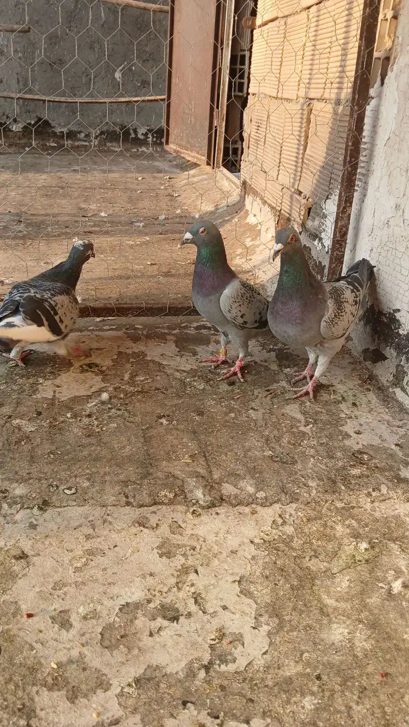 ۲عدد پلاکی نر|پرنده|فیروزآباد, |دیوار