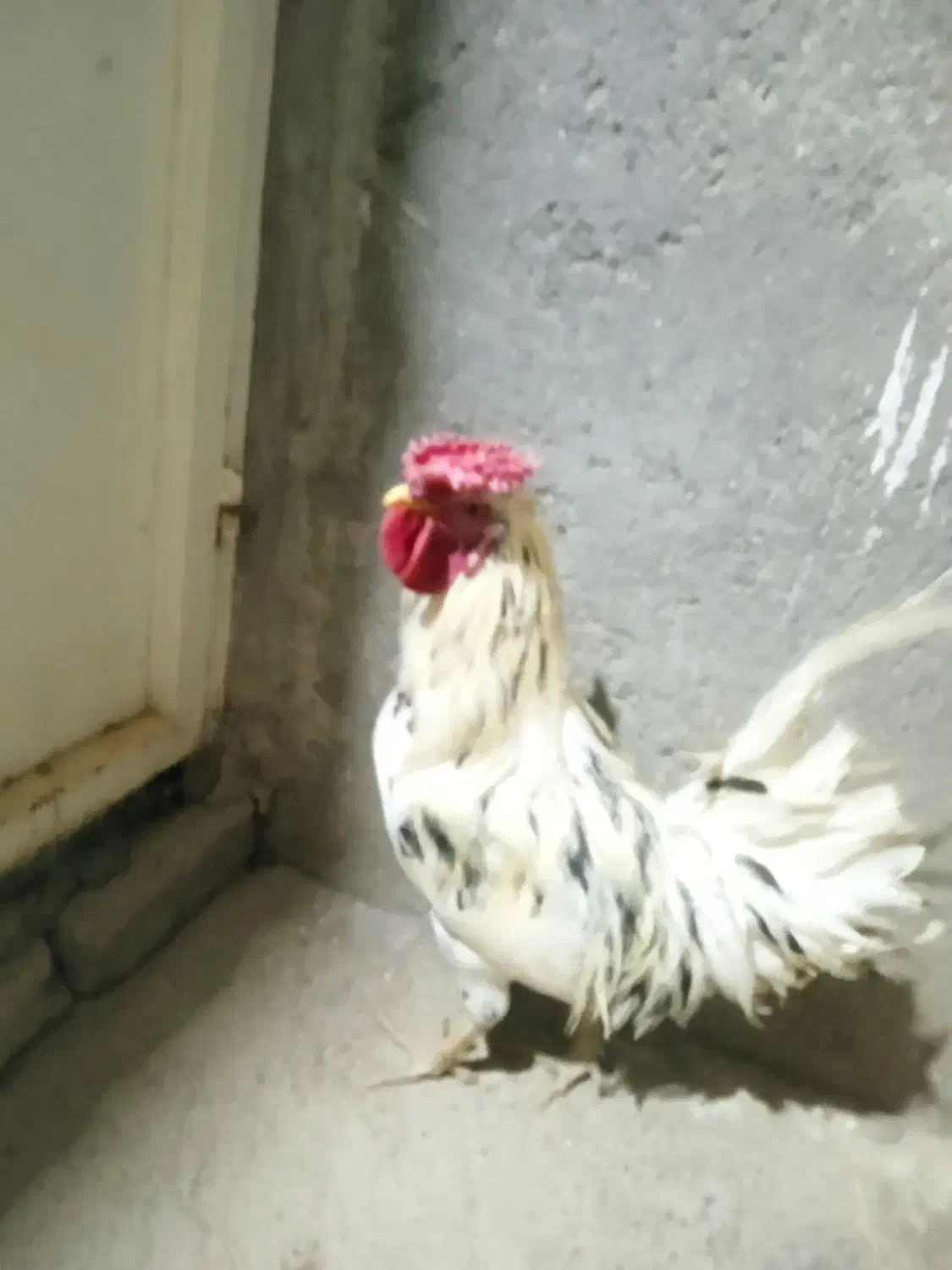 خروس گلین|حیوانات مزرعه|چهاردولی, |دیوار