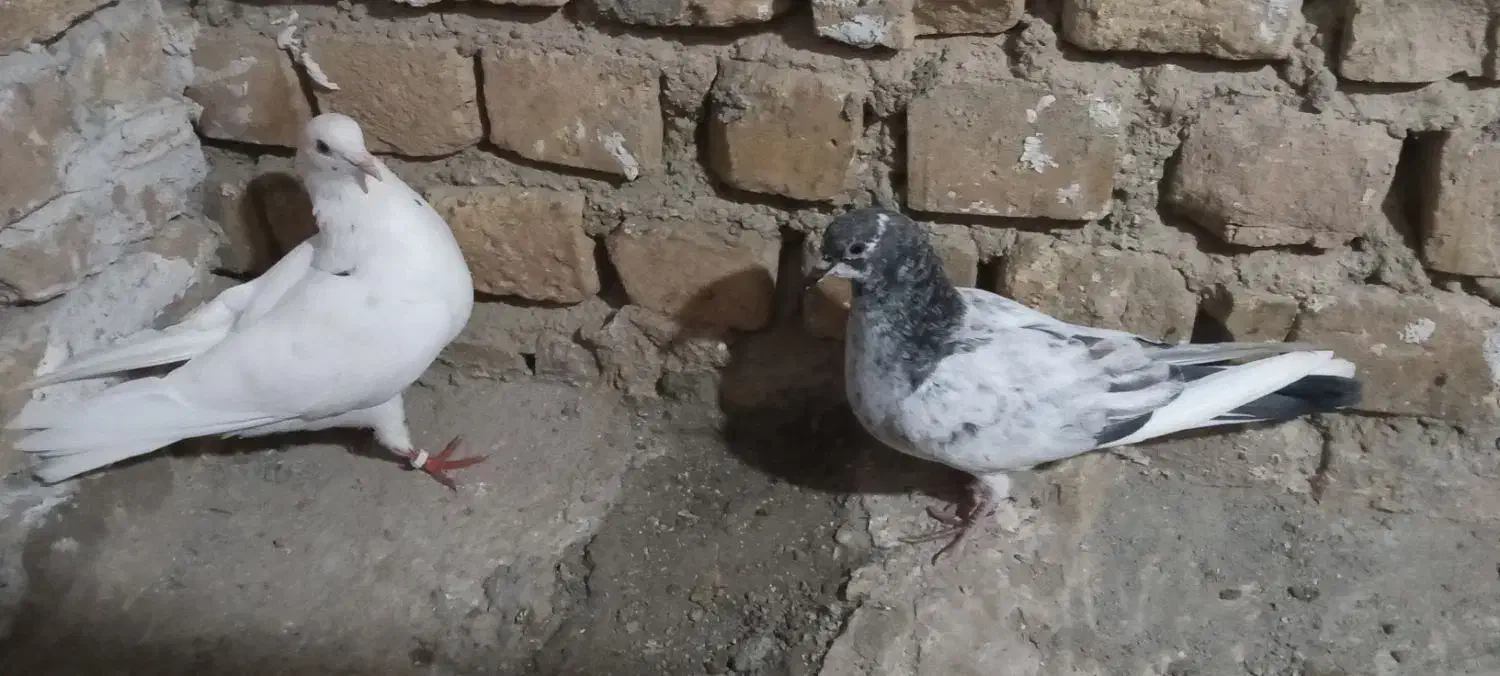 کبوتر تهرانی زور دار|پرنده|قصرشیرین, |دیوار