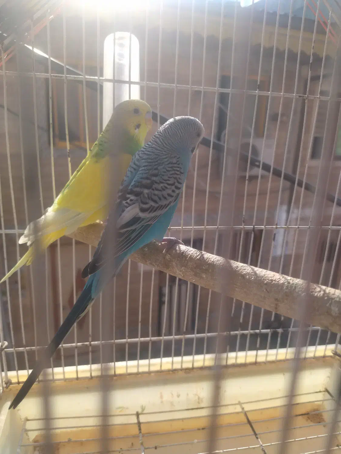 5000000|پرنده|رشت, لاکان شهر|دیوار