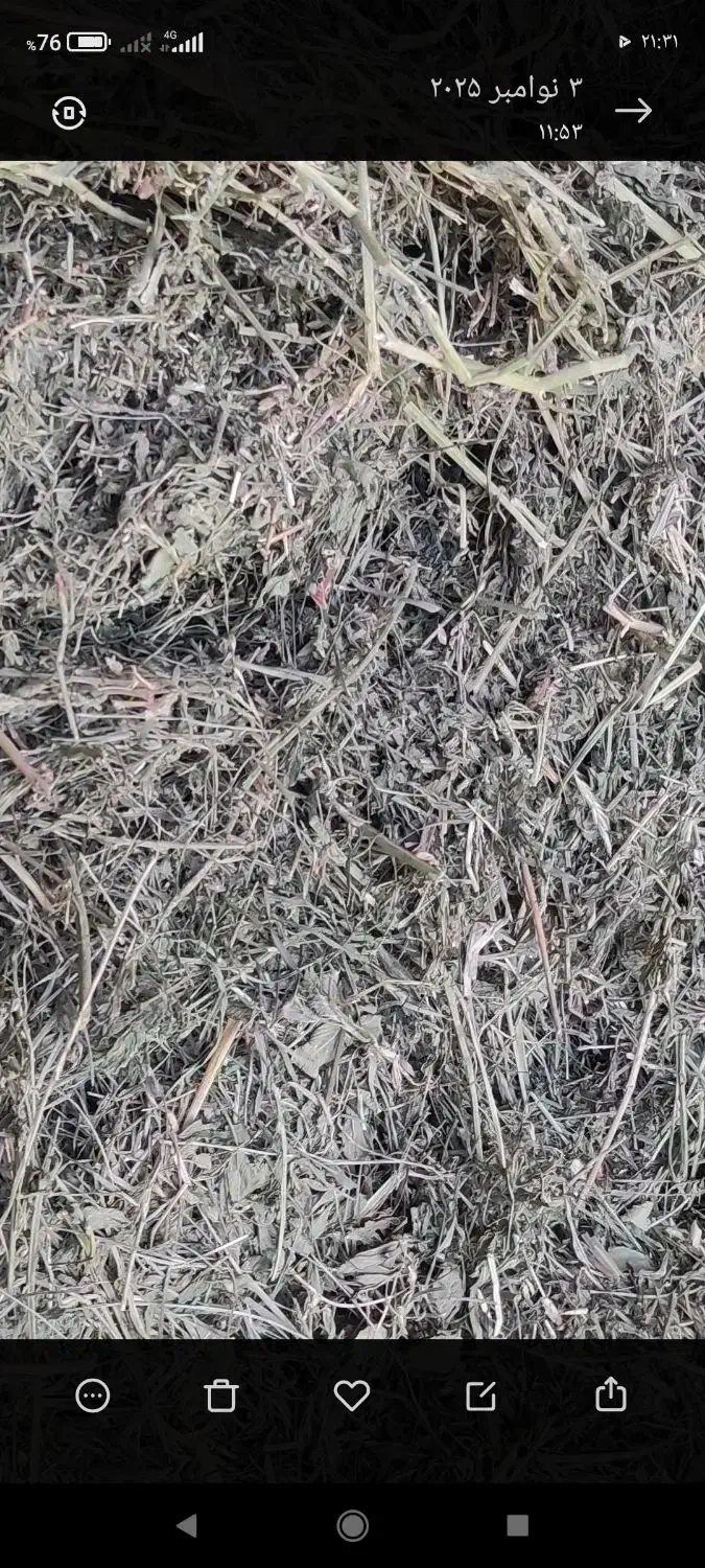 یونجه شبدر|حیوانات مزرعه|سنقر, |دیوار