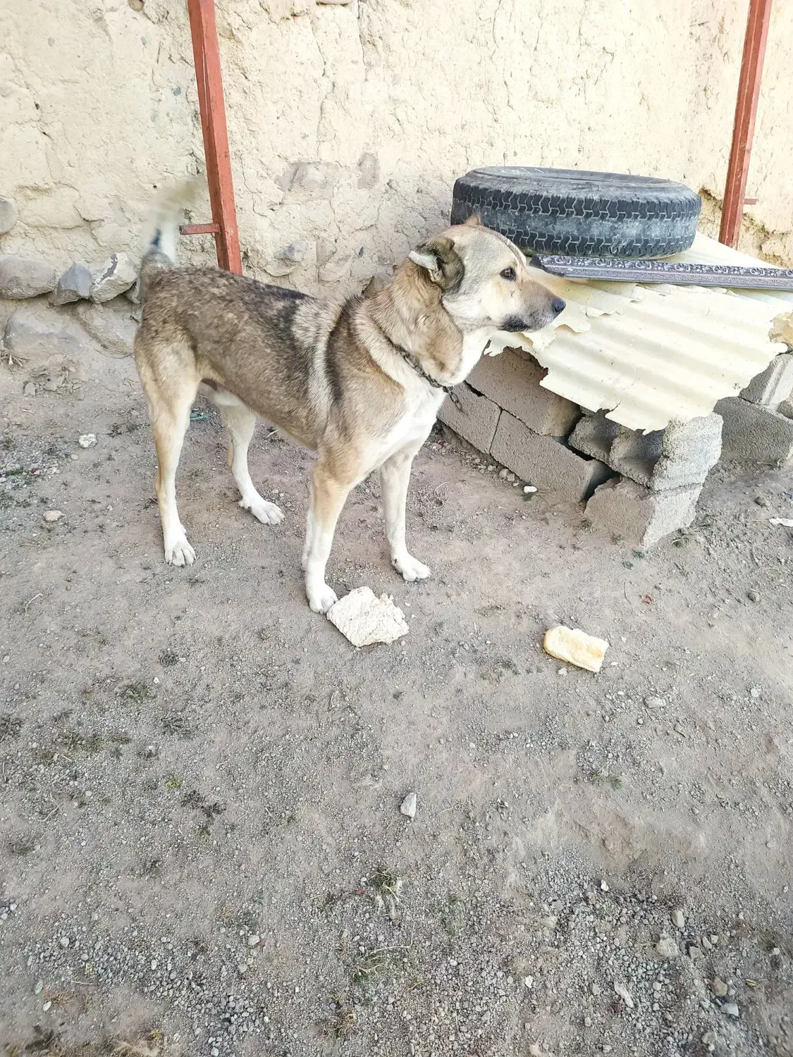 سگ روستا|سگ|ورزقان, |دیوار