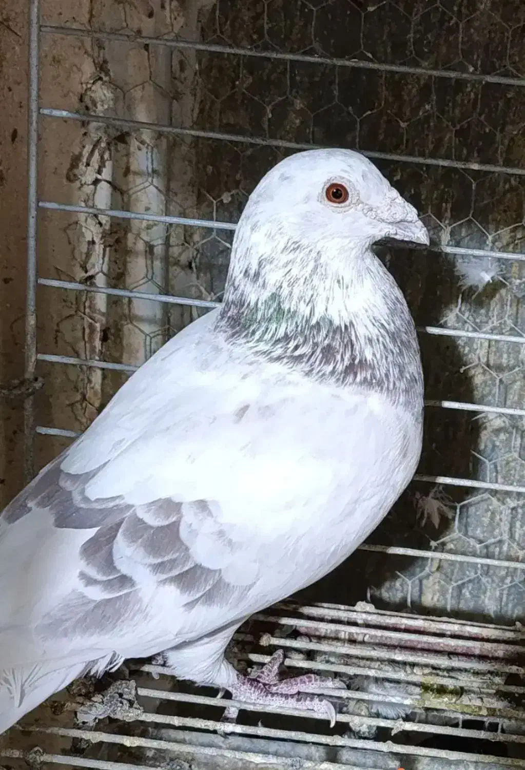 کبوتر پلاکی قابل معاوضه با....|پرنده|حمیدیا, |دیوار