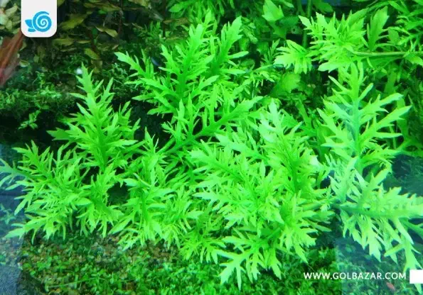 گیاه اکواریومی|ماهی|مشهد, نیزه|دیوار