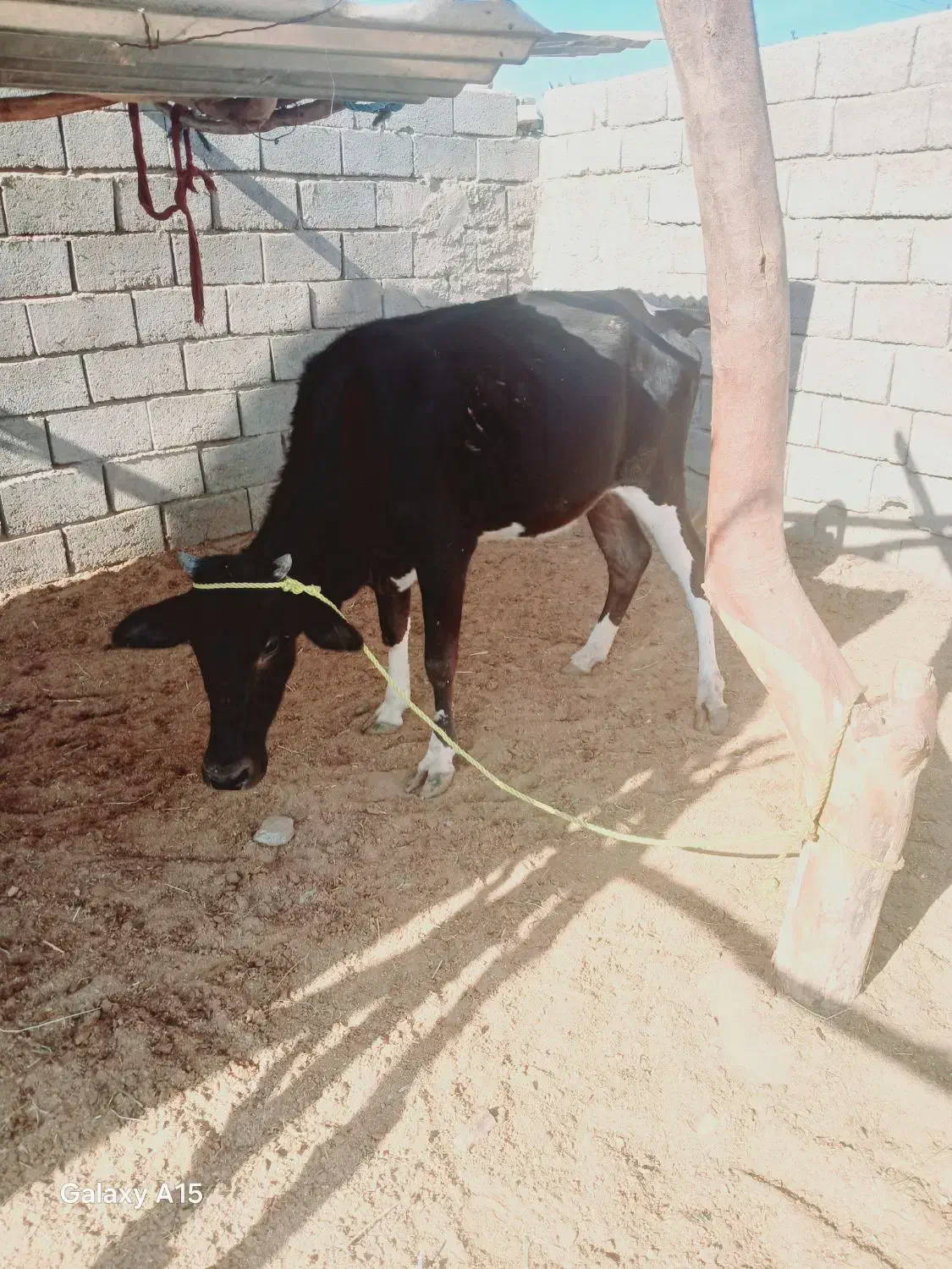 گاوچاق|حیوانات مزرعه|جیرفت, |دیوار