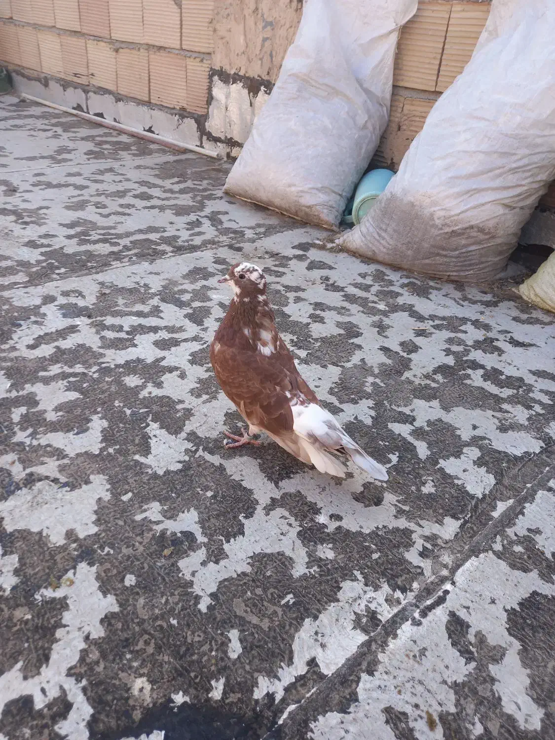 کبوترپرشی|پرنده|پاکدشت, پاکدشت (مامازند)|دیوار