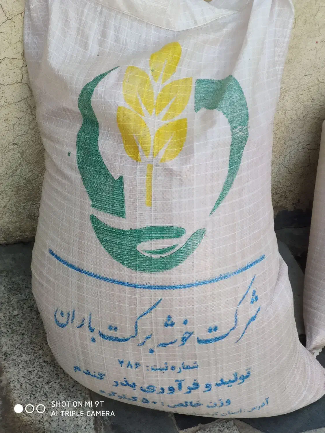 مقدار ۱۰۰ کیلو بذر گندم باران شرکت خوشه برکت|گل و گیاه طبیعی|دهگلان, |دیوار