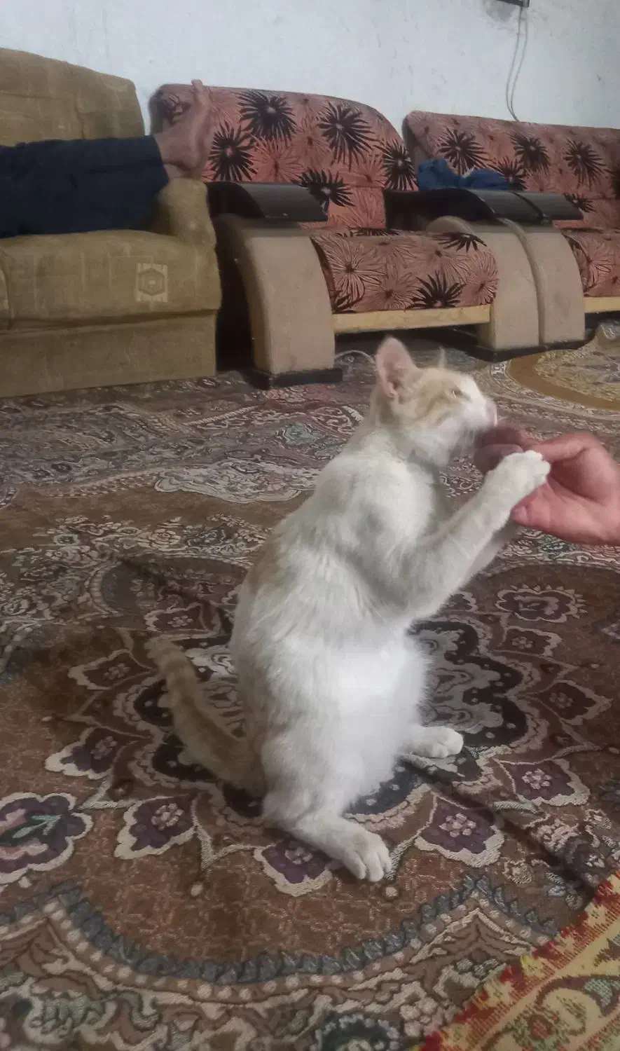 یک گربه اهلی تربیت شده ودوجفت کبوتر|گربه|زابل, |دیوار