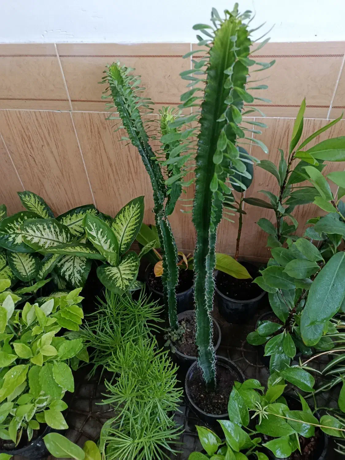 گل آپارتمانی با نازلترین قیمت|گل و گیاه طبیعی|بیرجند, |دیوار