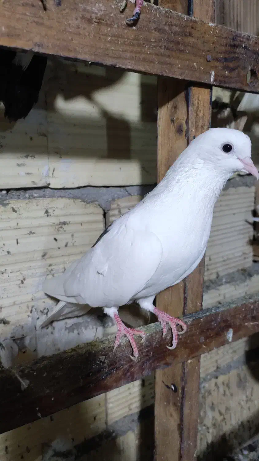 کبوتر|پرنده|قشم, |دیوار