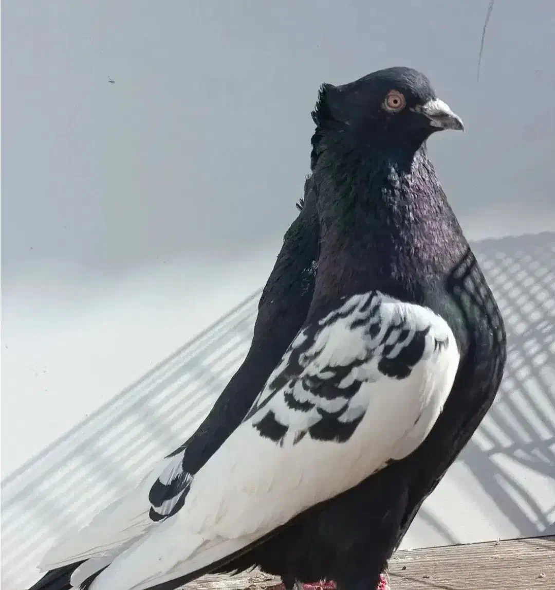 سینه سیاه|پرنده|چناران, |دیوار