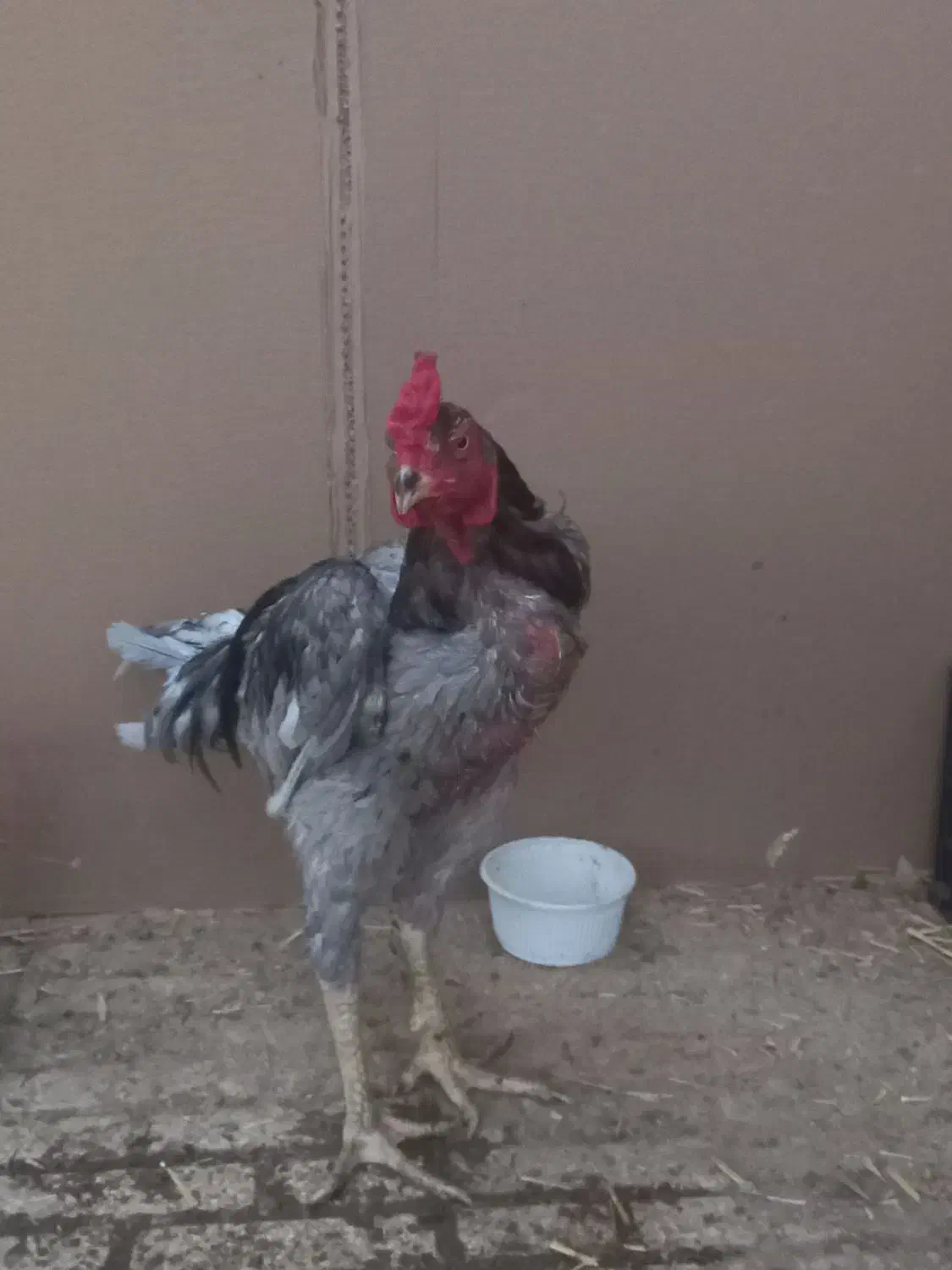 خروس لاری|حیوانات مزرعه|قم, قلعه یزدیها|دیوار