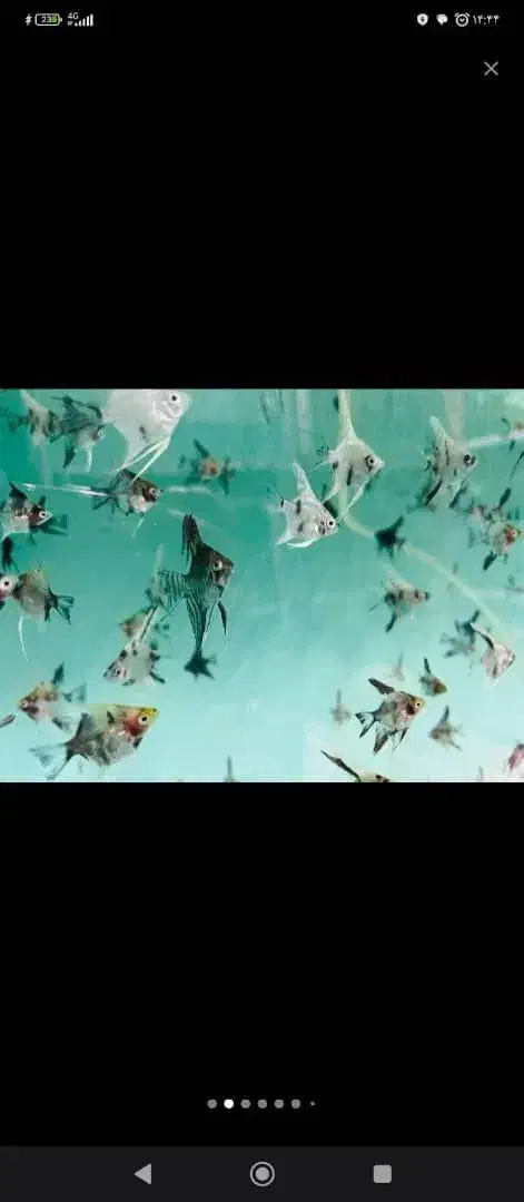 ماهی زینتی گیاهخوار کوثر|ماهی|مشهد, کوثر|دیوار