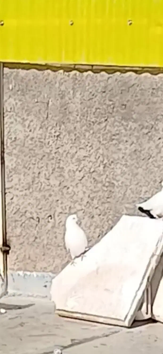 کفتر نر|حیوانات|قم, قلعه کامکار|دیوار